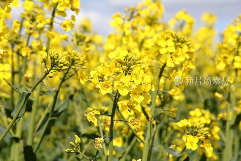 黄油油菜田(Brassica napus ssp.)